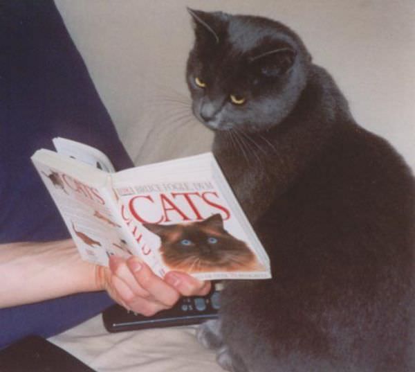 Reading About Cats