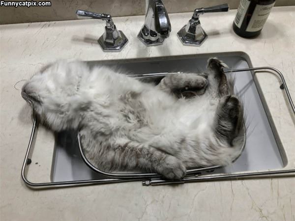 Relaxed In A Sink