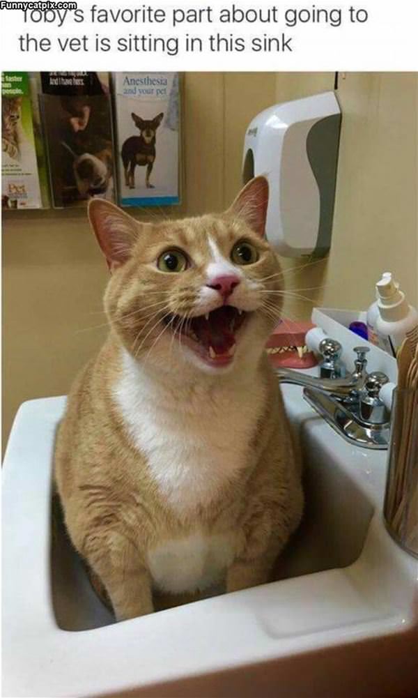 Relaxing In The Sink