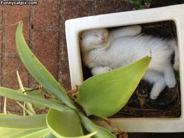 Relaxing In This Box