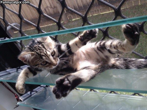 Relaxing On The Shelf