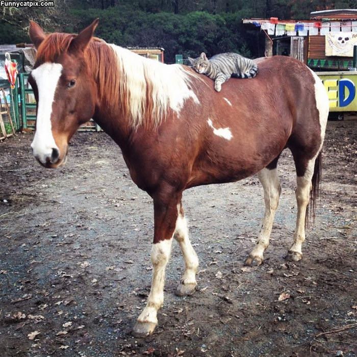 Riding A Horse