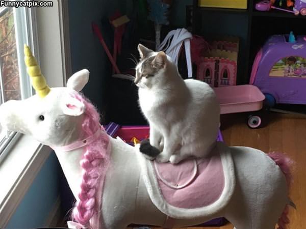 Riding My Unicorn