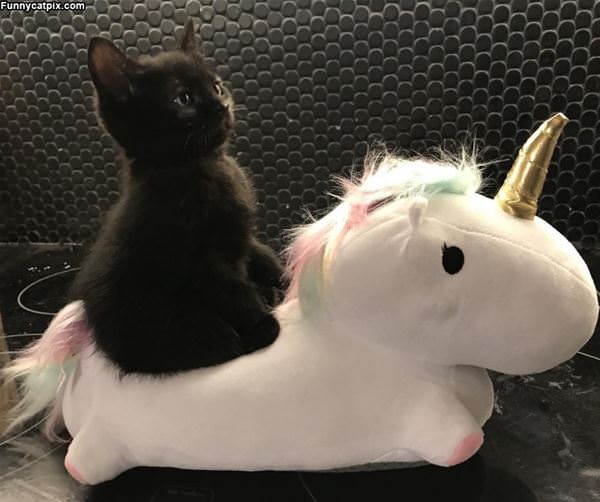 Riding My Unicorn