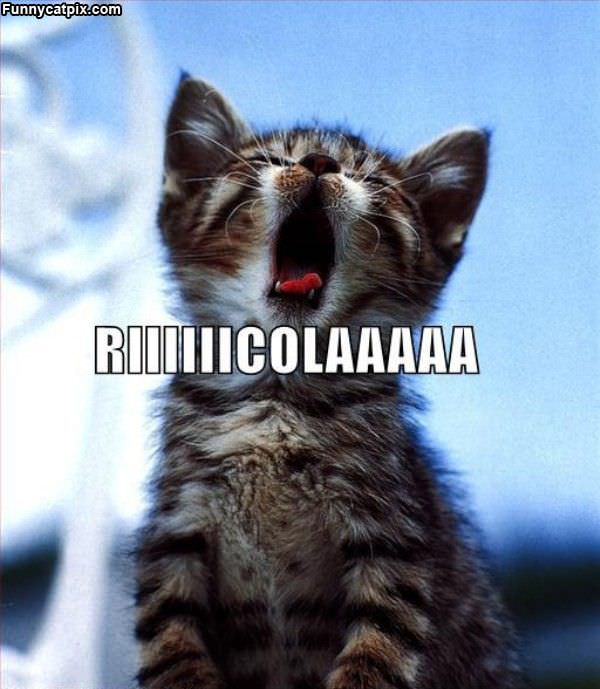 Riiiiiicolaaaaaa