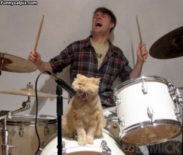 Rock Star Cat