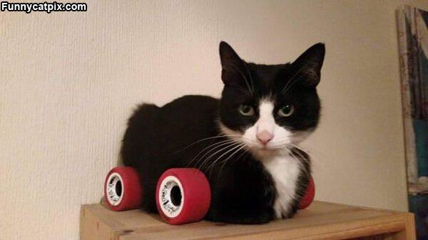 Roller Cat