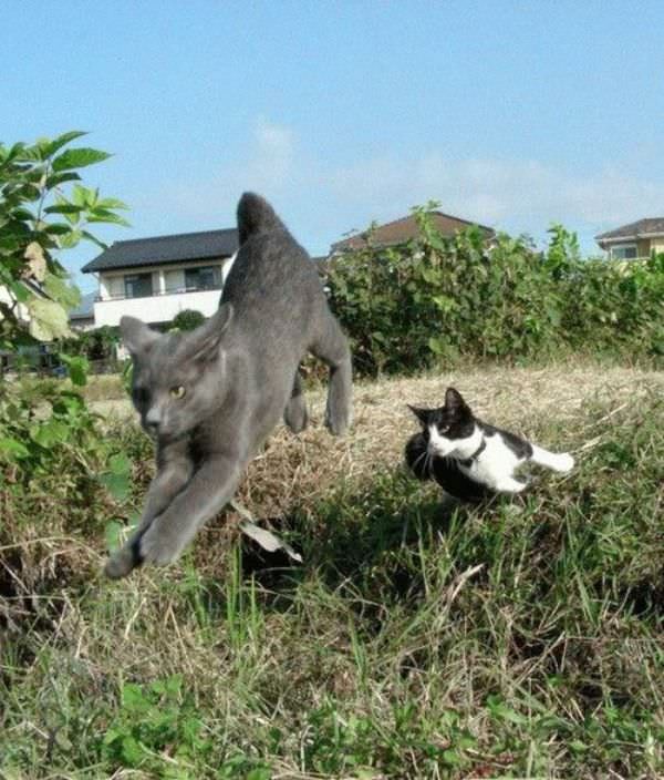 Running Cats