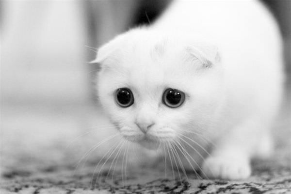 Sad Cat Is Sad
