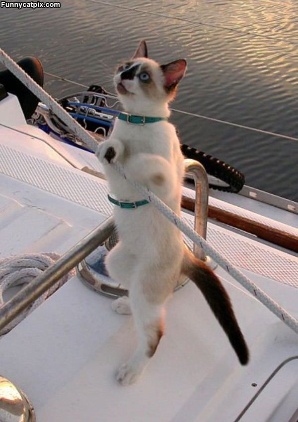 Sailing Cat