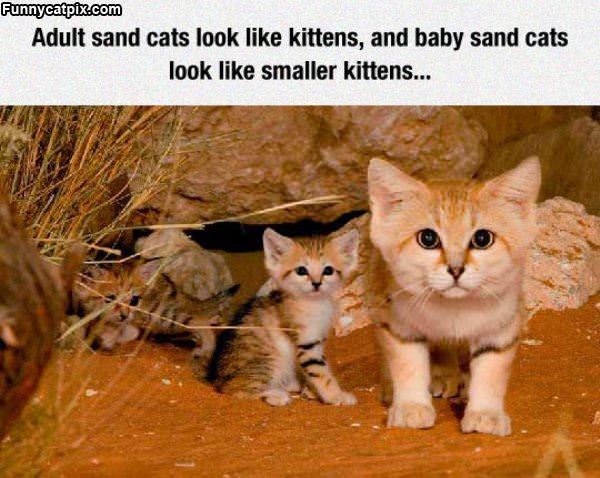 Sand Cats