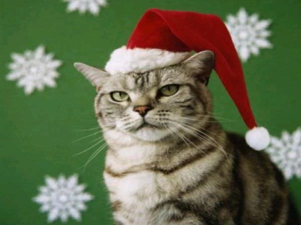 Santa Cat