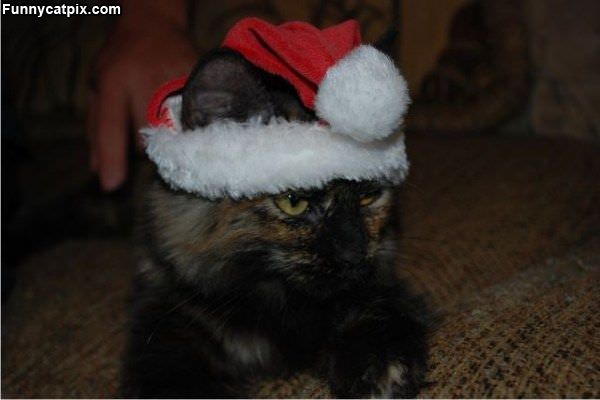 Santa Cat