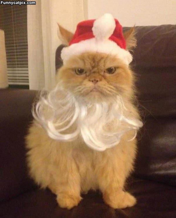 Santa Cat