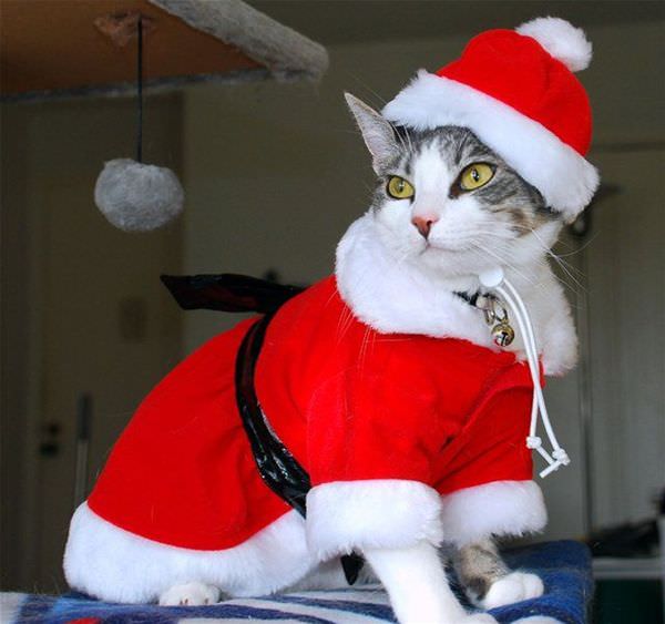 Santa Cat