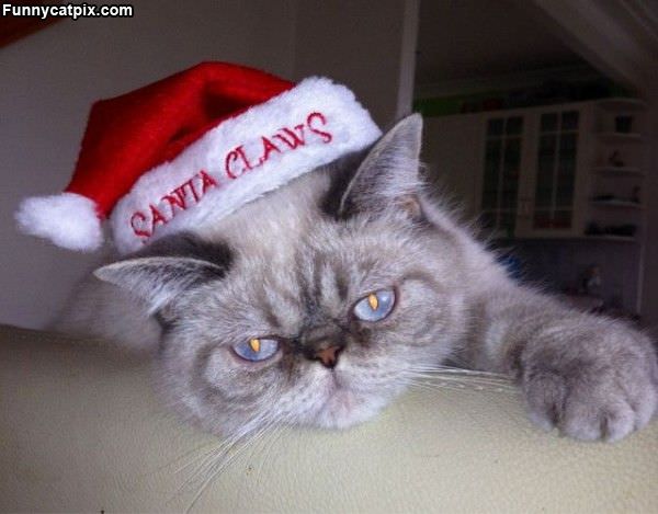 Santa Claws