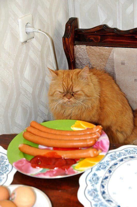 Sausage Cat