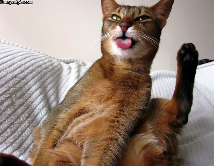 Say Whaaaaaaaa