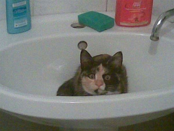 Scared In The Sink