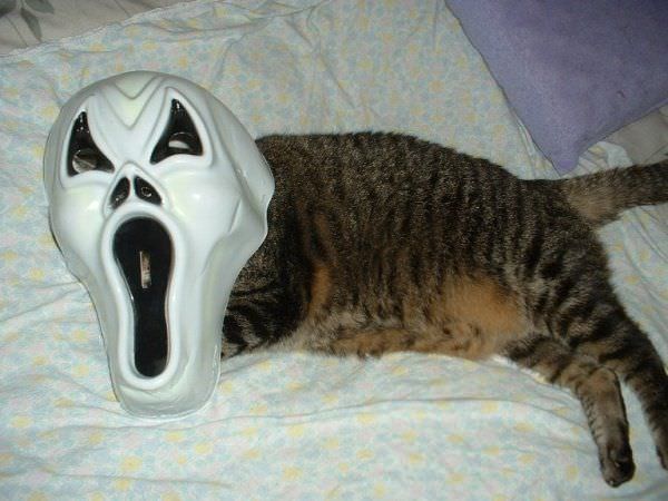 Scary Cat