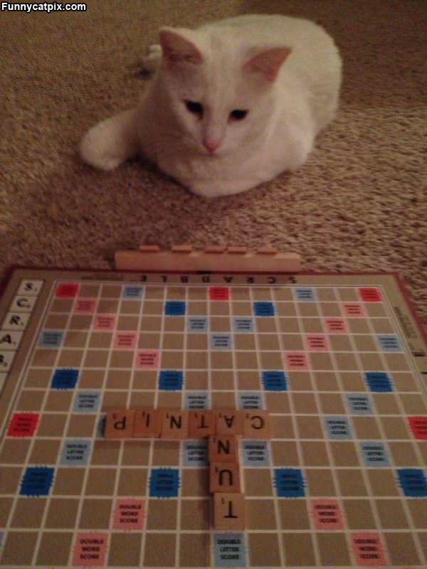 Scrabble Cat