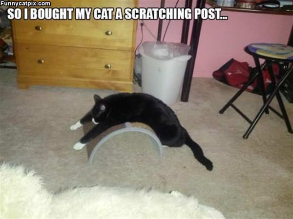 Scratching Post