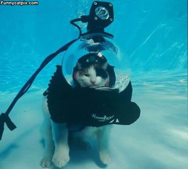 Scuba Cat Is Mad