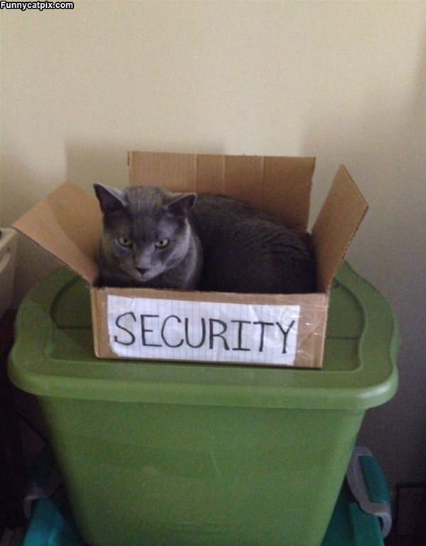 Security Cat