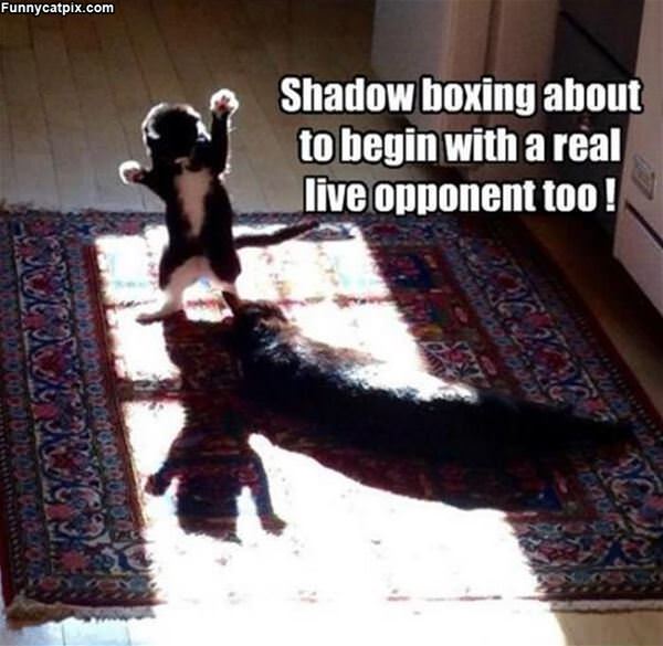 Shadow Boxing