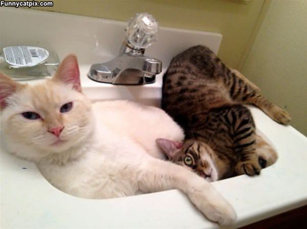 Share The Sink