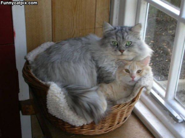 Sharing A Basket