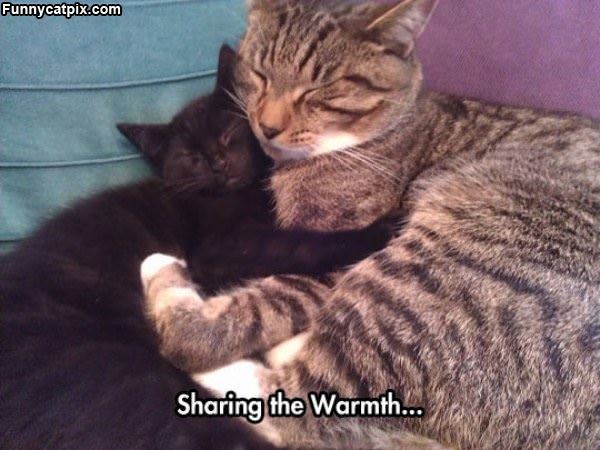 Sharing A Little Warmth