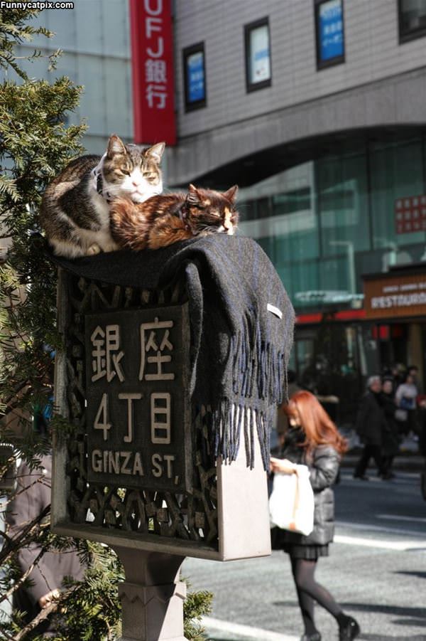 Sharing The Sign