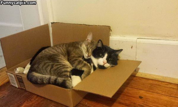 Sharing This Box