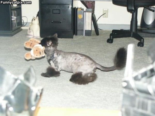 Shaved Cat