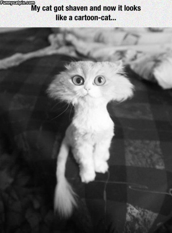 Shaved Cat