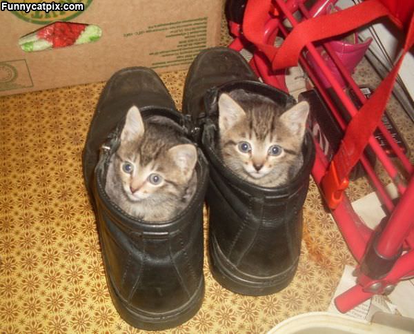 Shoe Cats