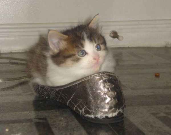 Shoe Kitty