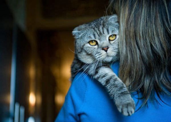 Shoulder Cat