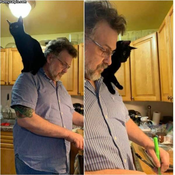 Shoulder Cat