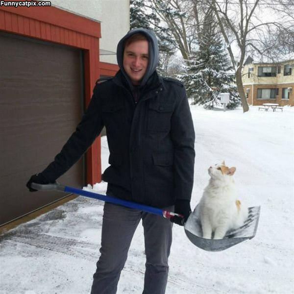 Shoveling Cats
