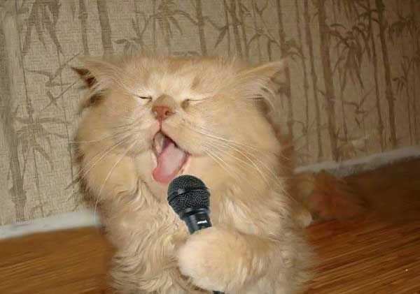 Singing Cat