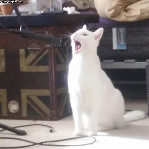 Singing Cat