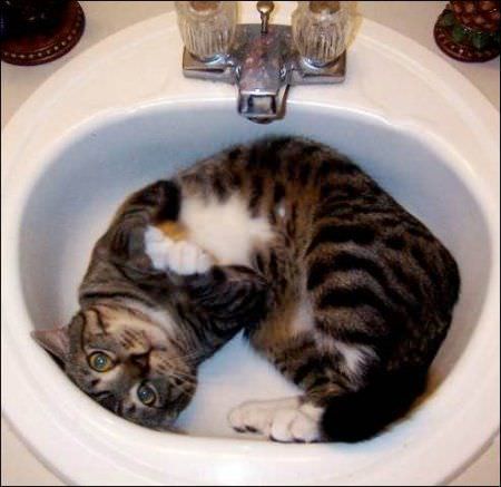 Sink Cat