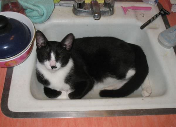 Sink Cat