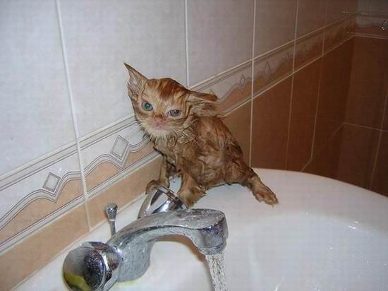 Sink Cat Is Wet