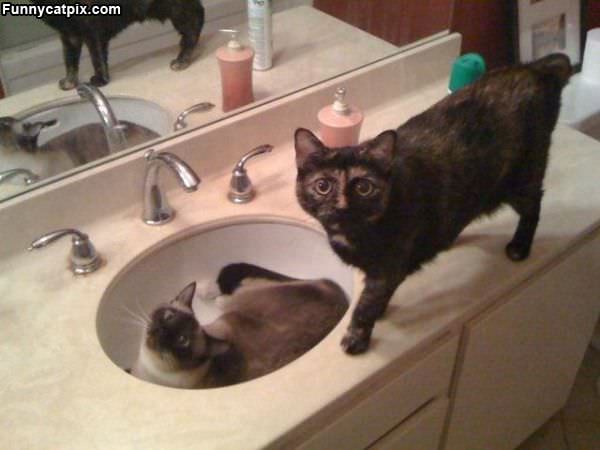 Sink Cats