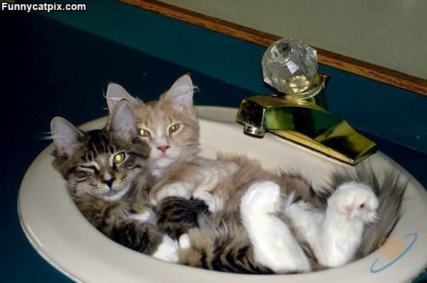Sink Cats