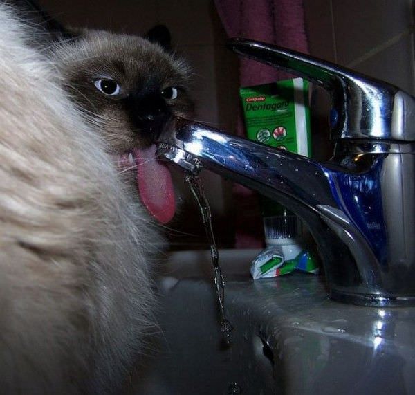 Sink Drinker