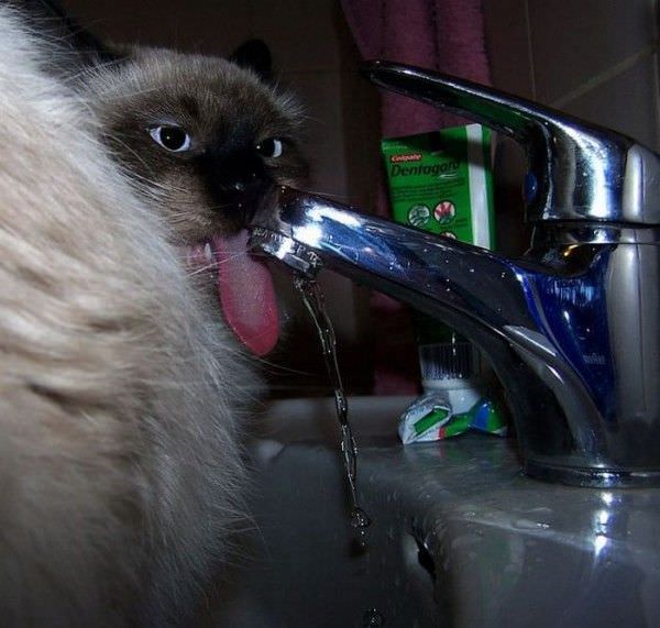 Sink Drinker